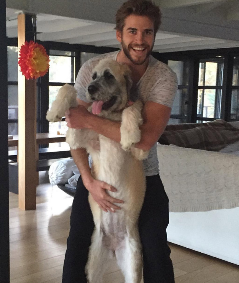 How Miley Cyrus Helped Ex Liam Hemsworth Find a New Dog | toofab.com How Miley Cyrus Helped Ex Liam Hemsworth Find a New Dog | toofab.com